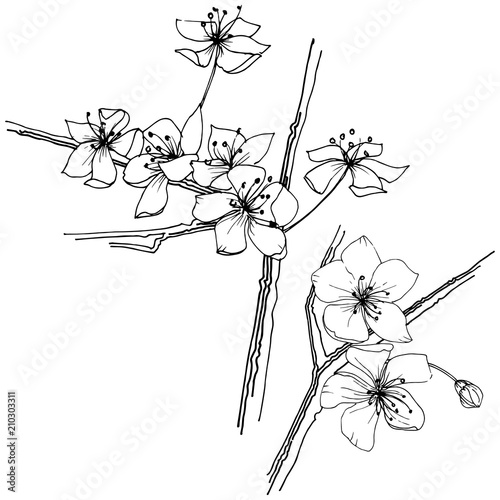 Sakura wildflower in a vector style isolated. Full name of the plant: sakura. Vector flower for background, texture, wrapper pattern, frame or border.