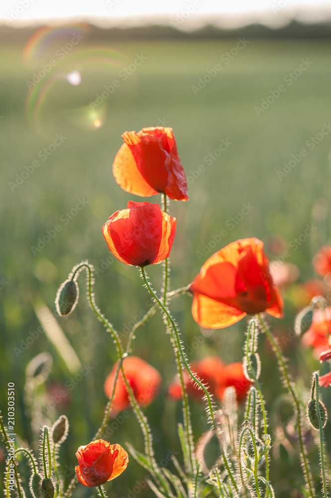 Fototapeta premium Poppy flower. Red poppy flowers in the evening sunlight. Beautiful summer landscape. Soft focus.