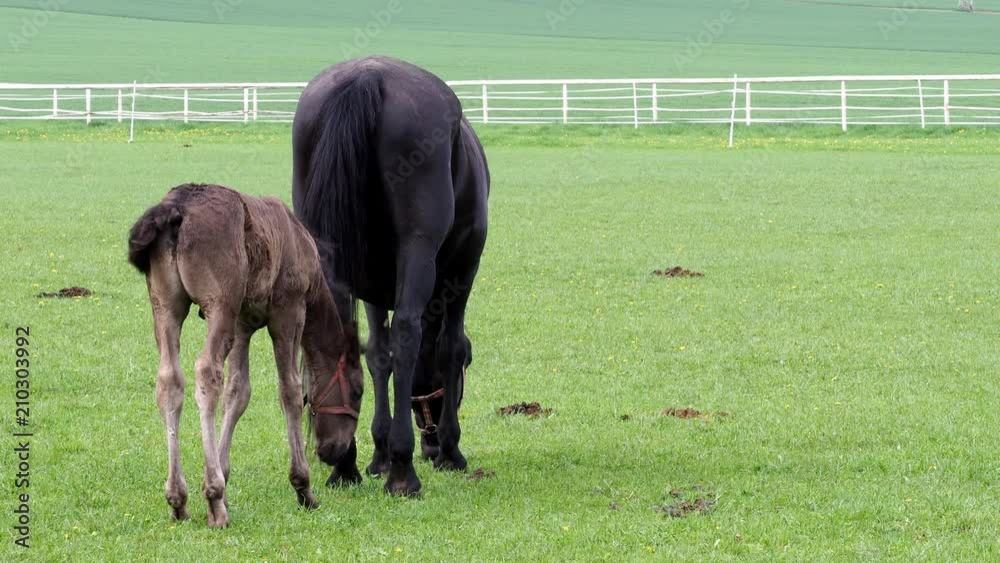 Black kladrubian horse, mare with foal Black kladrubian horse, mare with foal