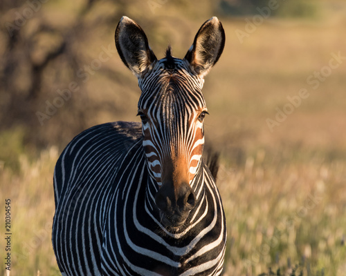 Mountain zebra in the late afternoon sun in the Moutain Zebra National Park near Cradock in South Africa photo