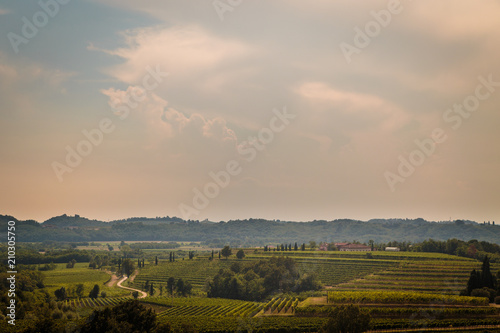 Storm over the vineyard