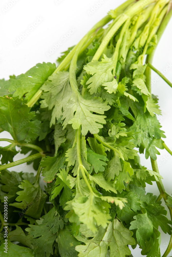 fresh coriander leaves over white background fresh coriander leaves over white background