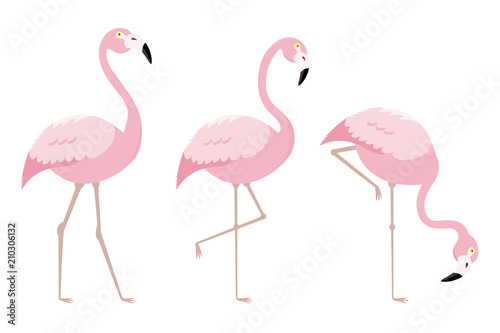 set of flamingo birds. vector isolated