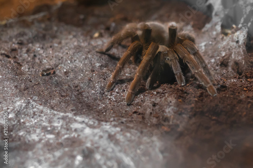 Asian spider tarantula next to cobweb