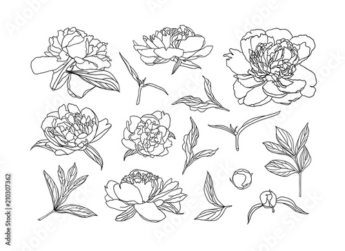 Collection of linear peony flowers
