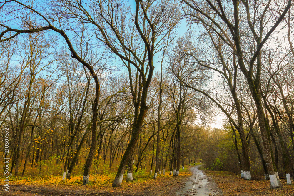 Fototapeta premium Поздняя осень. 