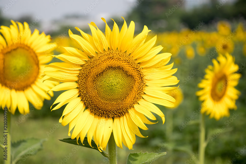 Beautiful yellow sunflower in the farm background Beautiful yellow sunflower in the farm background