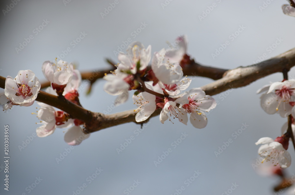 spring flower sakura cherry blossom spring flower sakura cherry blossom