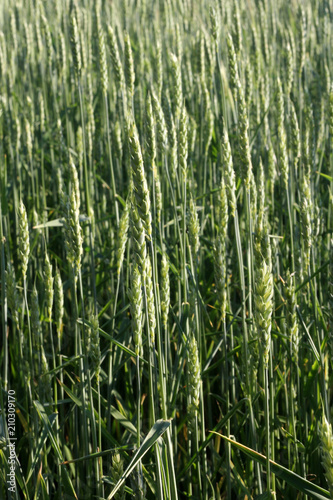 Spikelets of wheat. Cereals. Landscape and Agriculture. Пометка для 