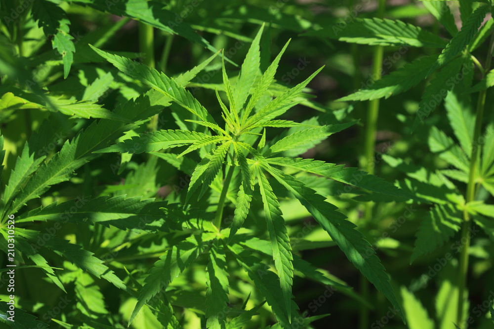 gewöhnlicher oder echter Hanf, Cannabis sativa gewöhnlicher oder echter Hanf, Cannabis sativa