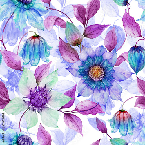 Transparent purple clematis flowers on climbing twigs against white backgroun...