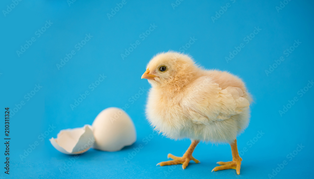 Newborn yellow chicken and broken eggs.