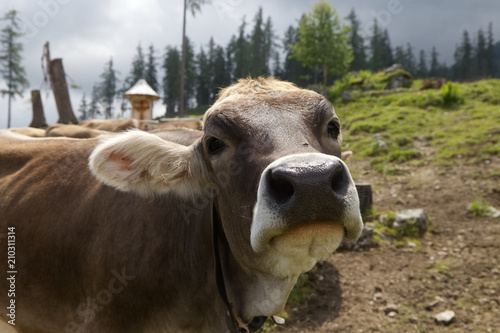 Rind auf einer Weide in den Alpen © Ewa Leon