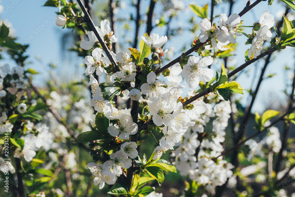 cherry branch with white flowers blooming in early spring in the garden. cherry branch with flowers, early spring cherry branch with white flowers blooming in early spring in the garden. cherry branch with flowers, early spring