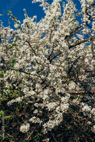 cherry branch with white flowers blooming in early spring in the garden. cherry branch with flowers, early spring