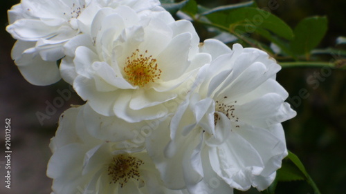 Fotografie Fleures du jardin