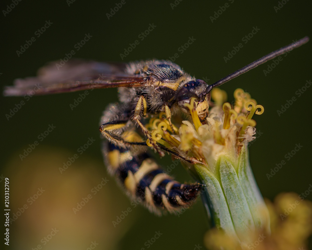 Naklejka premium Bee collecting pollen 