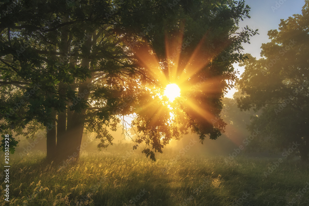 Summer landscape of green nature on morning meadow with shining grass and bright sunbeams through branches of tree. Vivid sunlight in amazing park.