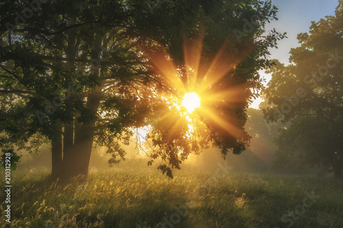 Obraz na płótnie Summer landscape of green nature on morning meadow with shining grass and bright sunbeams through branches of tree. Vivid sunlight in amazing park. w salonie
