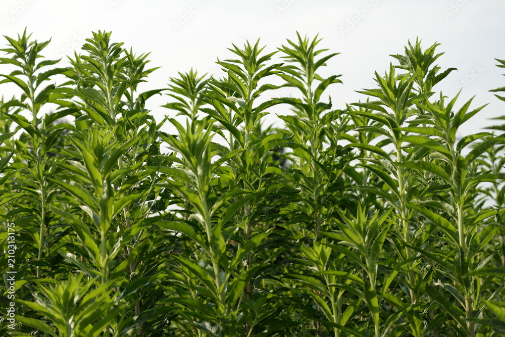 草 草