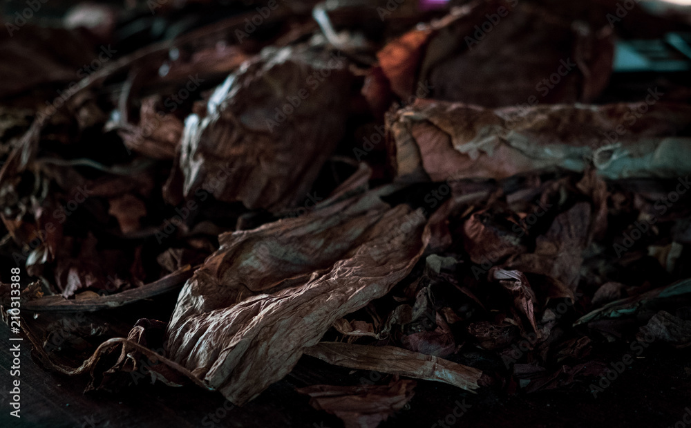 Tabacco farm in Cuba Tabacco farm in Cuba