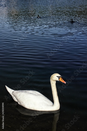 Single white swan with two little ducks in background