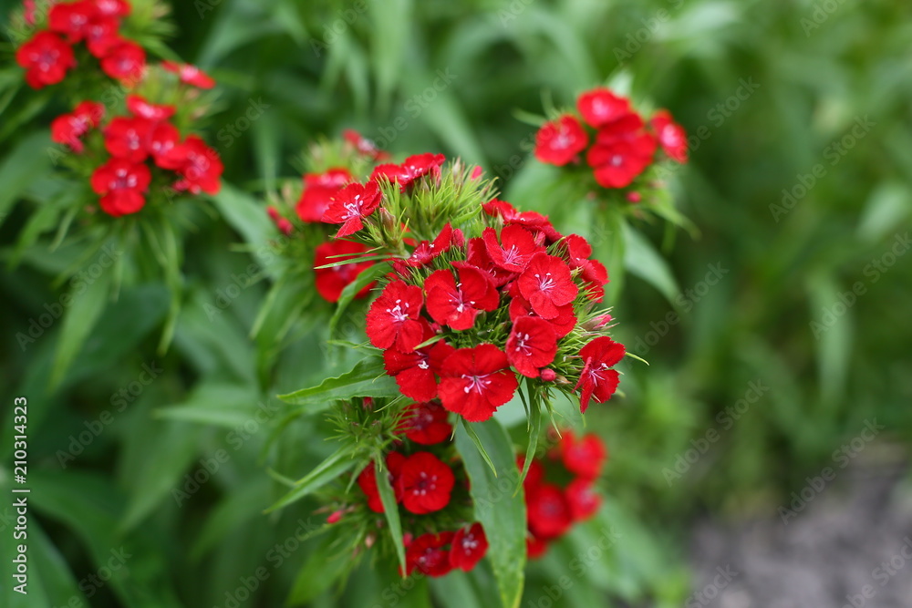 flower red carnation nature