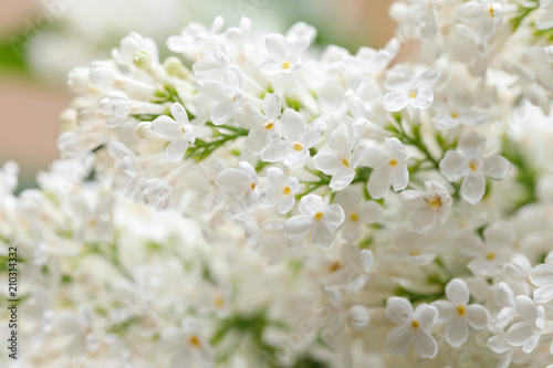 Magnificent gentle flowers of lilac. Snow-white flowers.