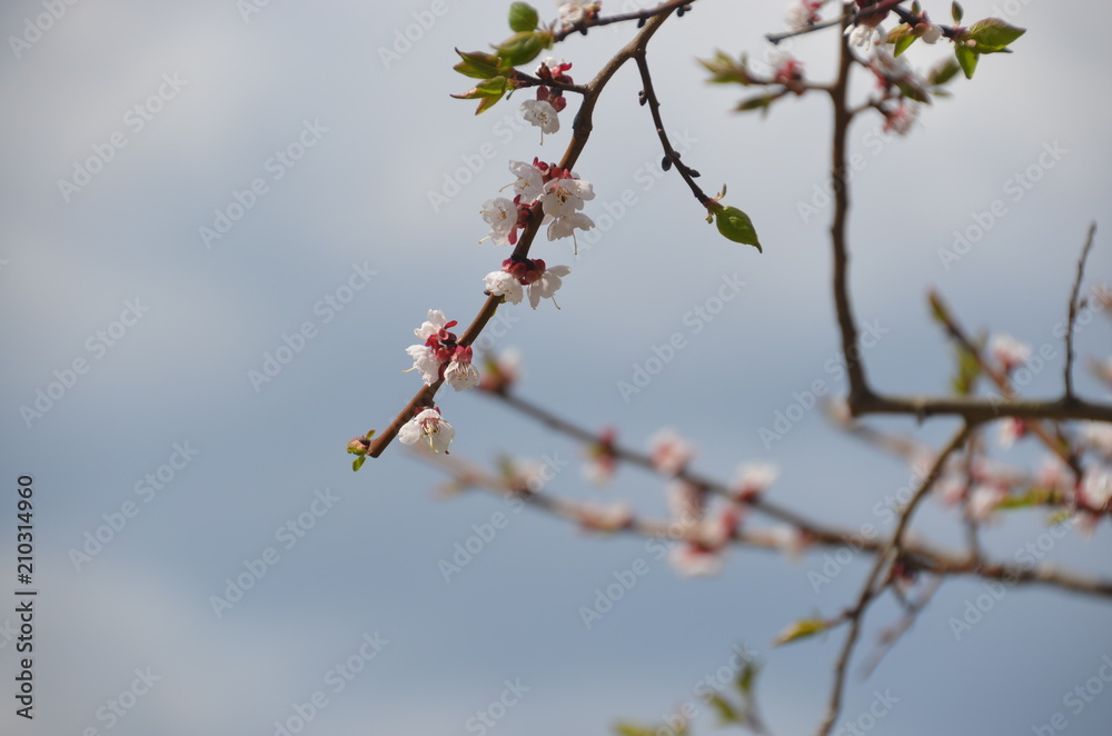 sakura japan garden spring flower cherry blossom