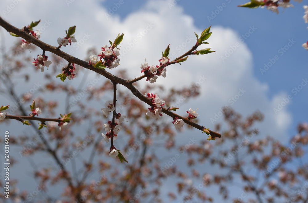 sakura japan garden spring flower cherry blossom sakura japan garden spring flower cherry blossom