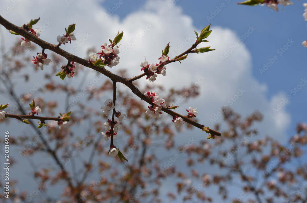 sakura japan garden spring flower cherry blossom sakura japan garden spring flower cherry blossom