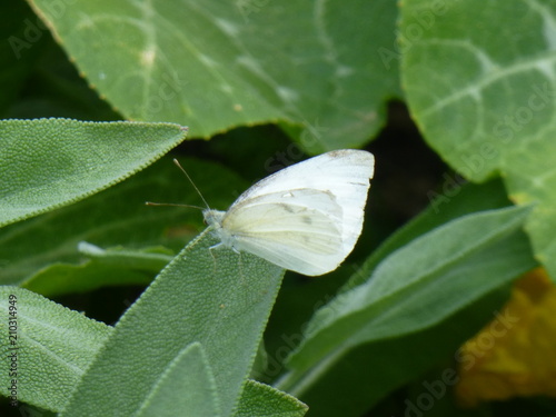 Fototapeta kuchenna Schmetterling