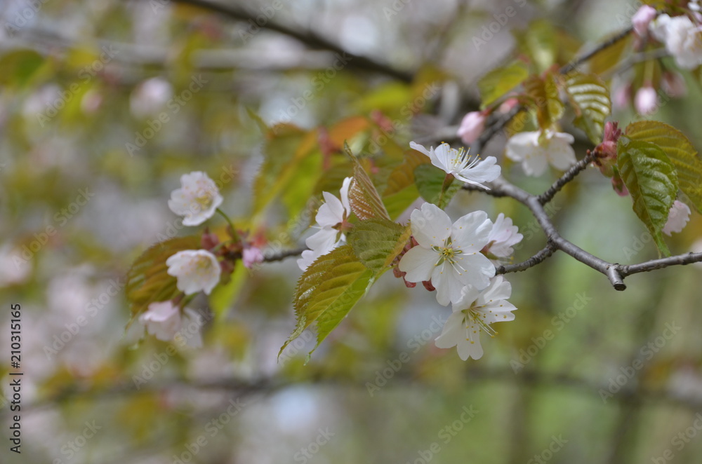 sakura japan garden spring flower cherry blossom sakura japan garden spring flower cherry blossom