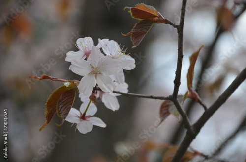 sakura japan garden spring flower cherry blossom