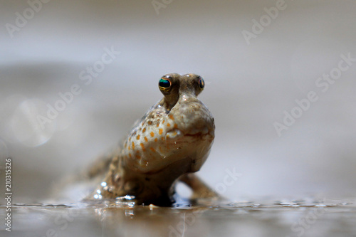 Mudskipper fish  photo