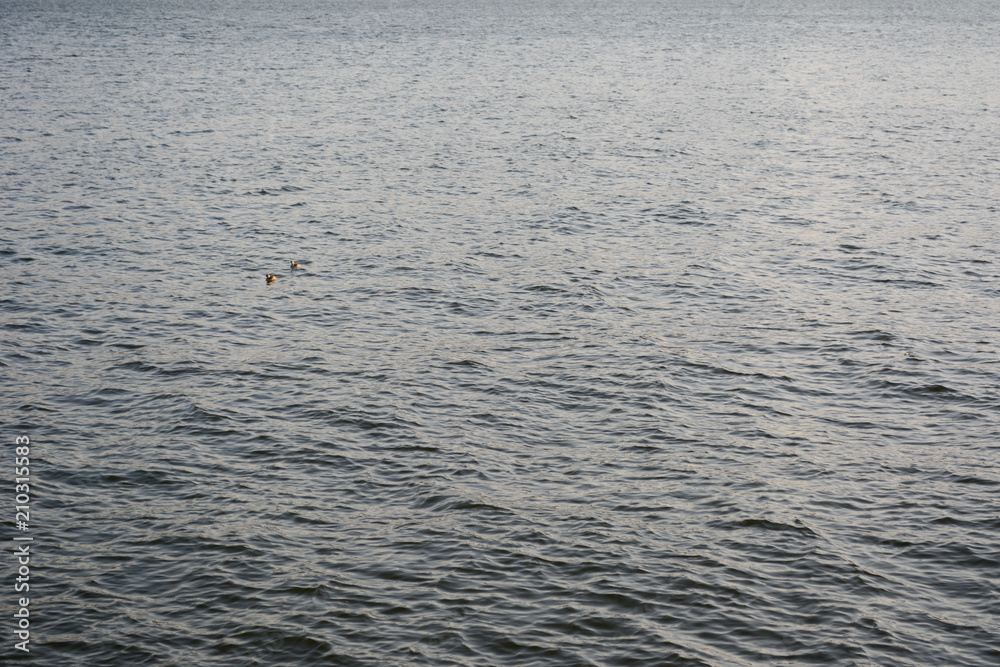 Duck family on river Duck family on river