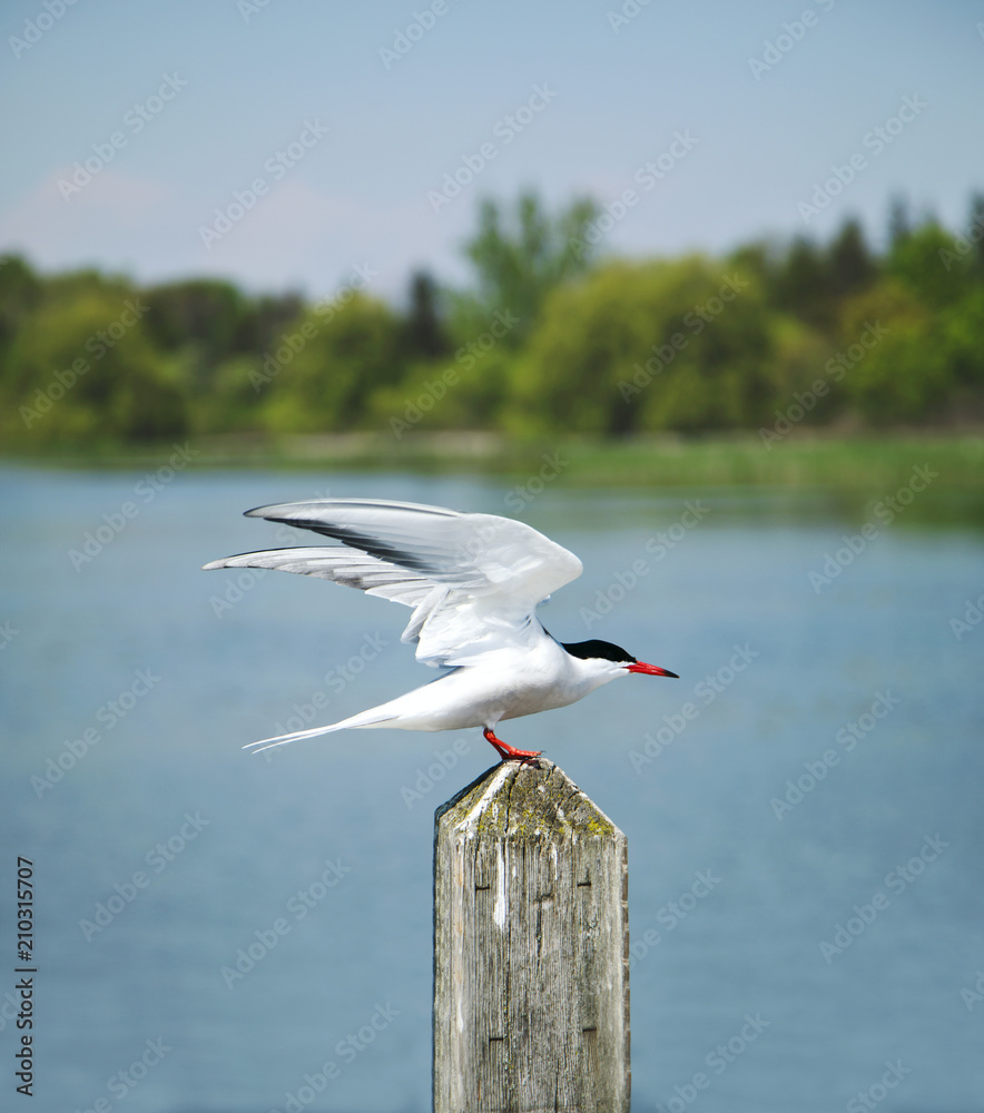 Naklejka premium Tern bird on a pole in the lake