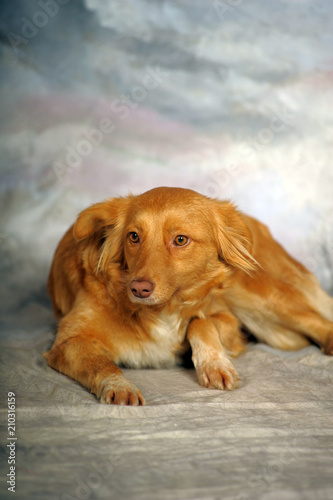 beautiful little red dog mongrel on a light background photo