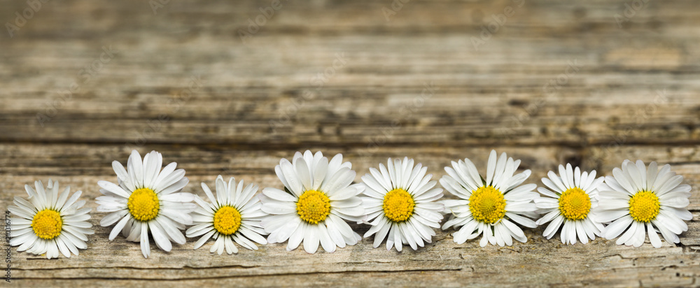 Obraz premium Panoramic image of daisy flowers on rustic wood
