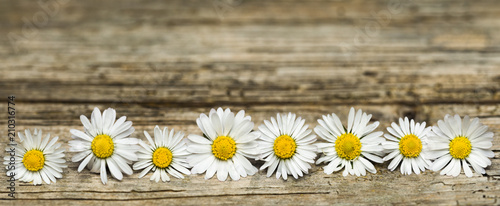 Panoramic image of daisy flowers on rustic wood © eyewave