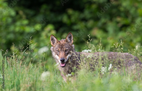 Wolf Portrait