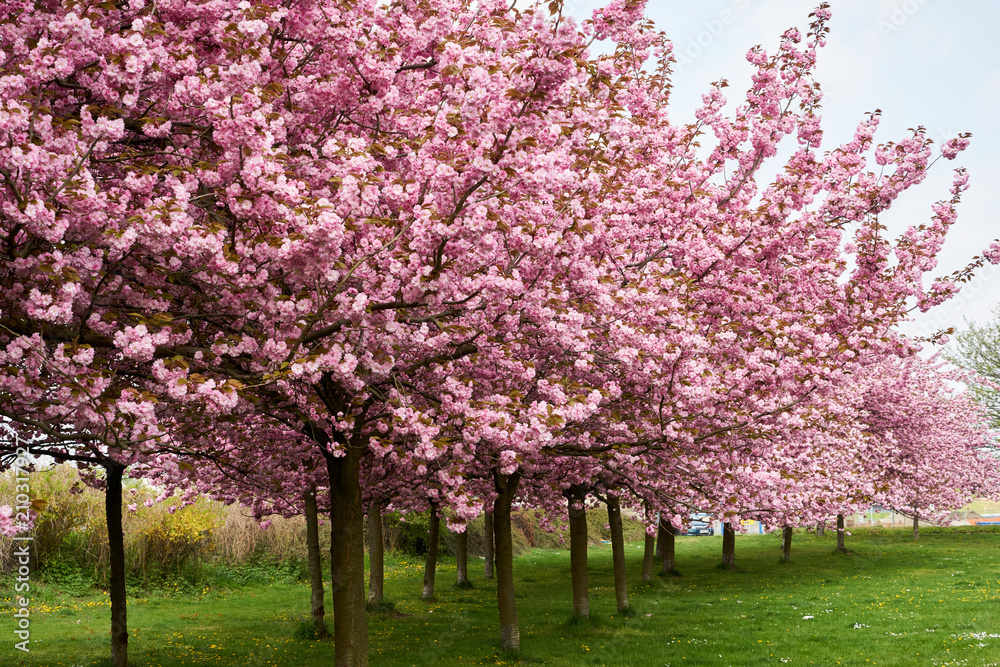 Rosa Baumblüten der japanischen Zierkirsche (Kurilenkirsche) im Frühling bei strahlendem Sonnenschein und blauen Himmel Rosa Baumblüten der japanischen Zierkirsche (Kurilenkirsche) im Frühling bei strahlendem Sonnenschein und blauen Himmel