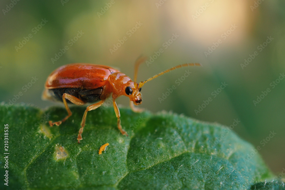 Closeup red cucurbit leaf beetle or red pumpkin beetle on leaf. Closeup red cucurbit leaf beetle or red pumpkin beetle on leaf.