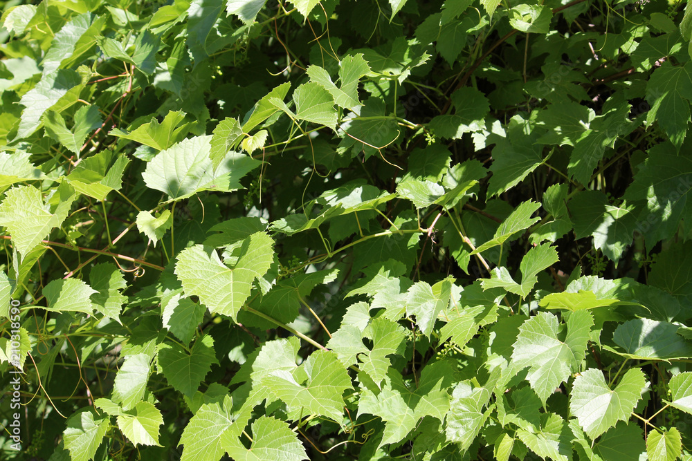 Green foliage of Vitis vulpina or Wild fox grape Green foliage of Vitis vulpina or Wild fox grape