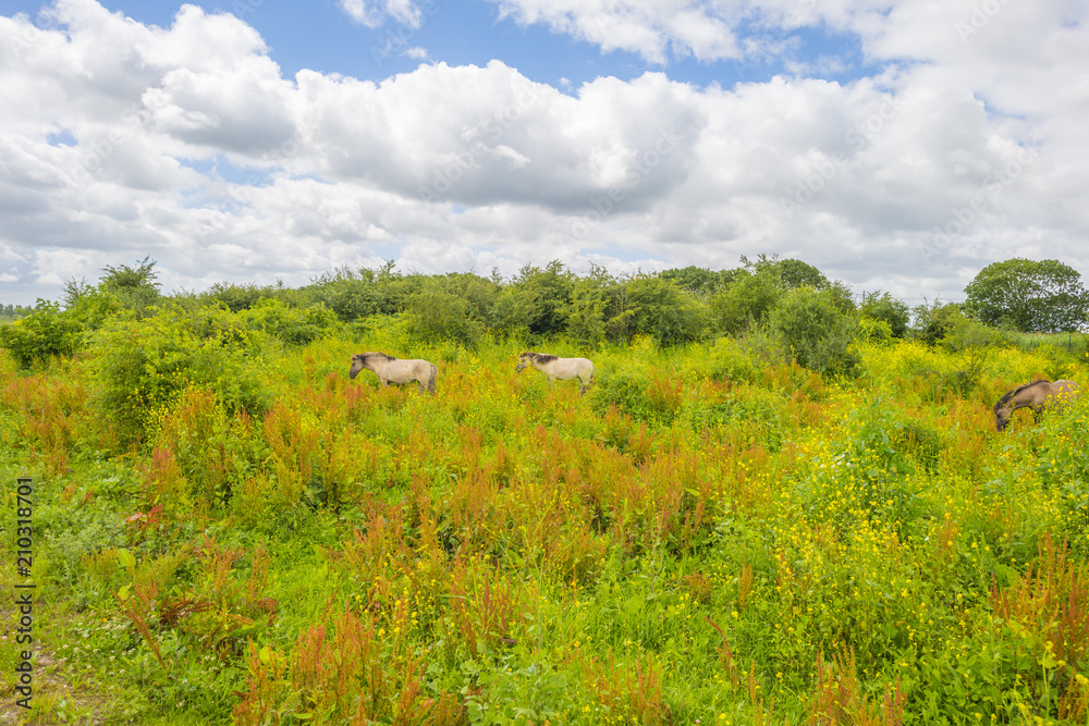 Feral horses in a field with wild flowers in summer Feral horses in a field with wild flowers in summer
