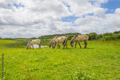 Feral horses in a field along a lake in summer
