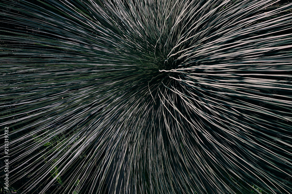 Obraz premium Pattern is nature texture of leaf