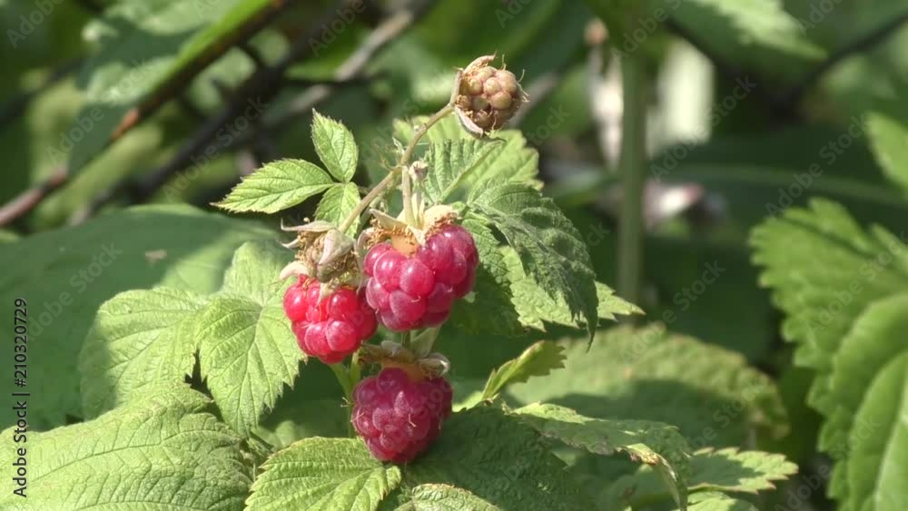Raspberry in the summer garden Raspberry in the summer garden