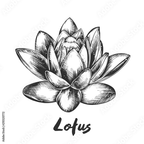 Vector engraved style illustration for posters, decoration and print. Hand drawn sketch of lotus in monochrome isolated on white background. Detailed vintage woodcut style drawing.