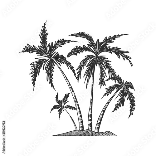 Vector engraved style illustration for posters  decoration and print. Hand drawn sketch of palm trees in monochrome isolated on white background. Detailed vintage woodcut style drawing.